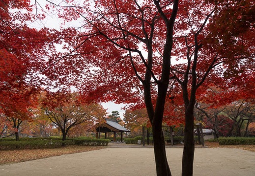 201211111034-DSC02301.jpg