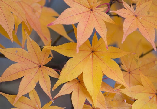 201211111045-DSC02324.jpg