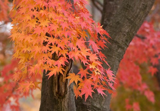 201211111049-DSC02337.jpg