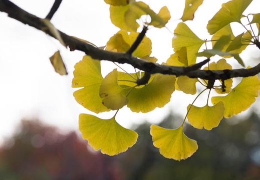 201211121053-DSC02513.jpg