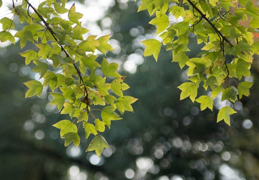 201211121055-DSC02518.jpg