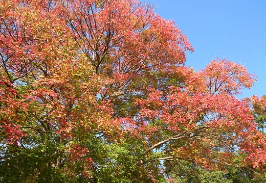 20121112111523-SO-04D.jpg