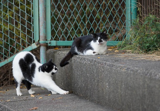 201211121154-DSC02663.jpg