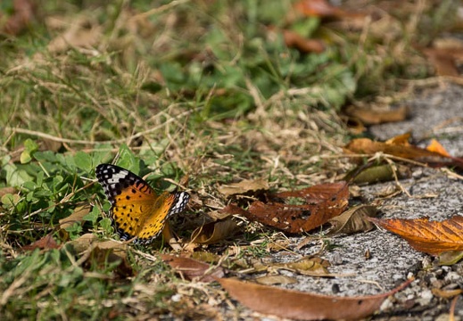 201211121207-DSC02698.jpg