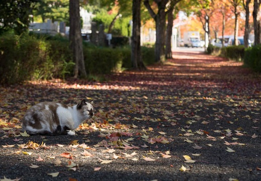 201211121325-DSC02888.jpg