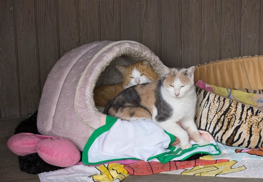 201211131027-DSC03050.jpg