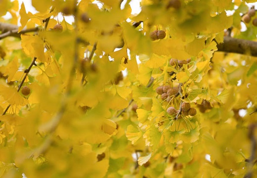 201211131059-DSC03100.jpg