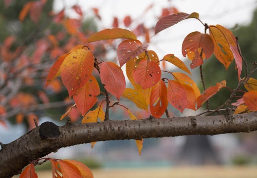 201211131118-DSC03132.jpg