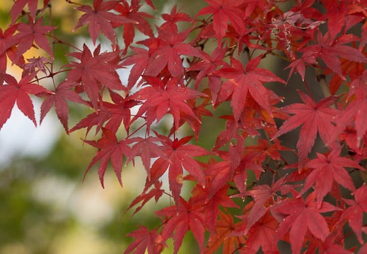 201211131118-DSC03135.jpg