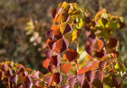 201211161338-DSC03683.jpg