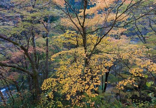 201211180843-DSC04137.jpg