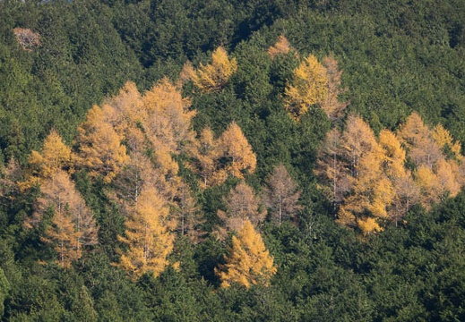 201211180929-DSC04231.jpg