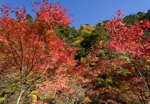 201211180937-DSC07046N.jpg