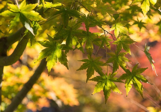 201211211406-DSC09420.jpg