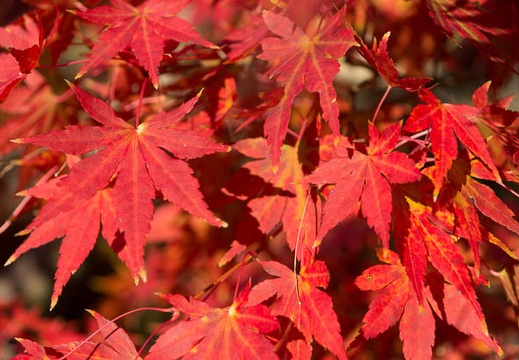 201211211441-DSC09507.jpg