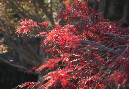 201211211444-DSC09512.jpg