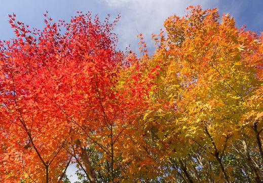 201211211500-DSC09552.jpg
