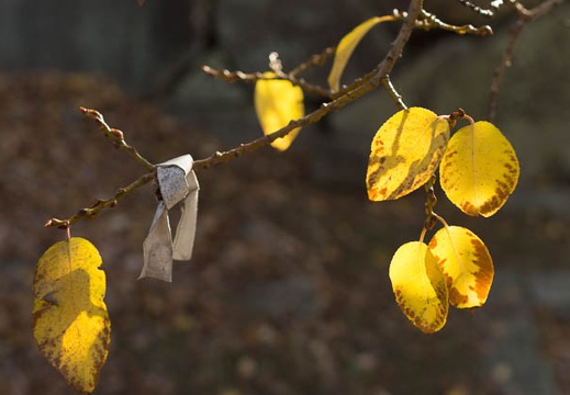 201211280840-DSC06301.jpg