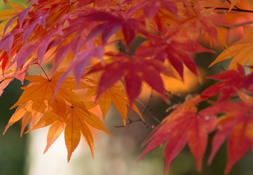 201211280906-DSC06326.jpg