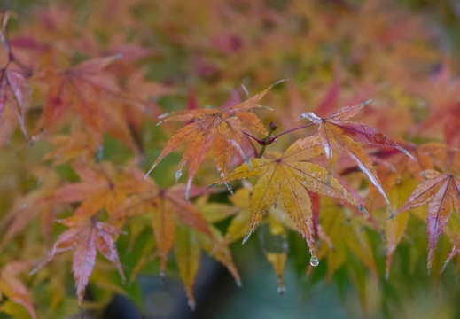 201211291458-DSC06937.jpg