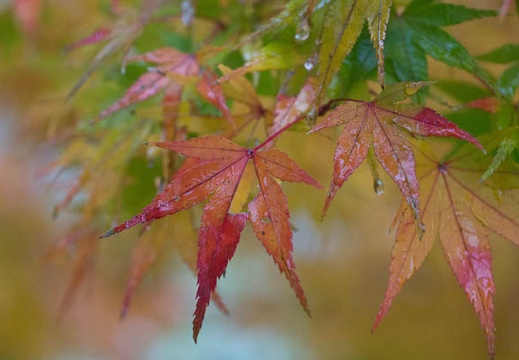 201211291459-DSC06939.jpg