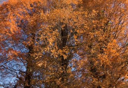 201212031225-DSC08266.jpg