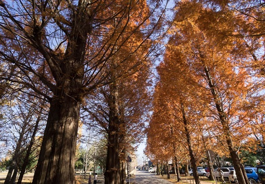 201212031237-DSC08441N.jpg