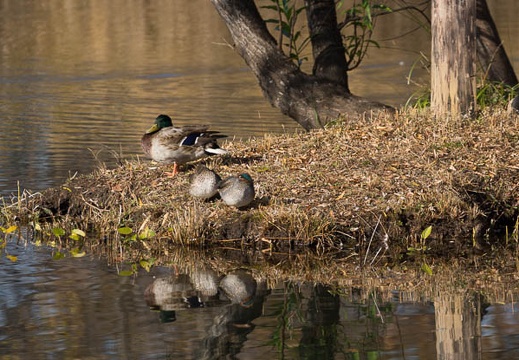 201212031337-DSC08373.jpg