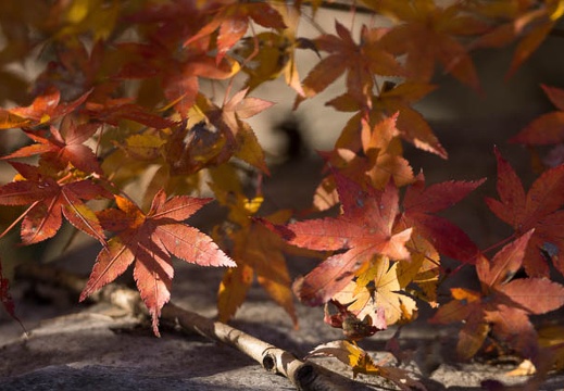 201212031402-DSC08433.jpg