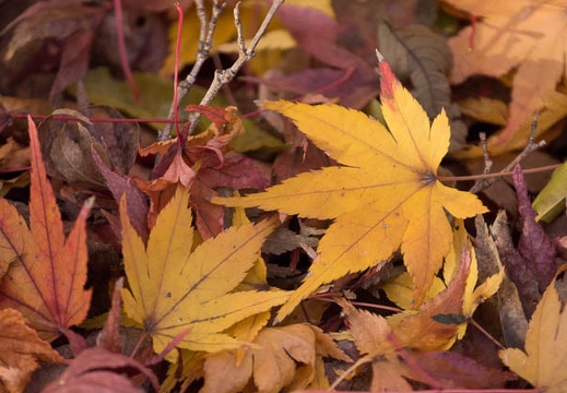 201212031410-DSC08438.jpg