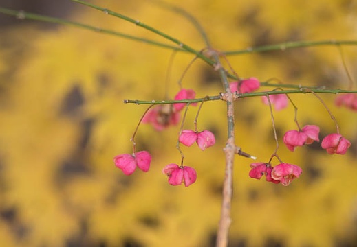 201212031417-DSC08447.jpg