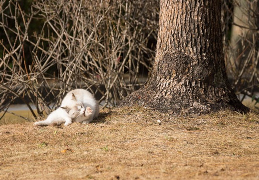 201212051058-DSC08745.jpg