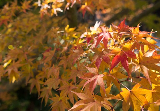 201212091108-DSC08747N.jpg