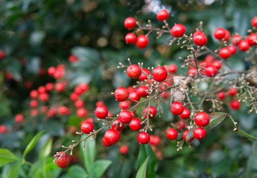 201212091129-DSC08788N.jpg