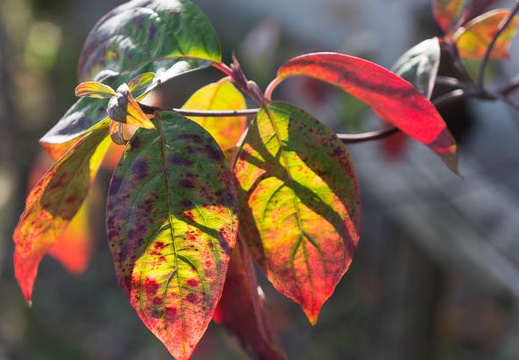 201212091134-DSC08790N.jpg