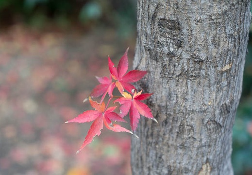 201212111329-DSC08954N.jpg