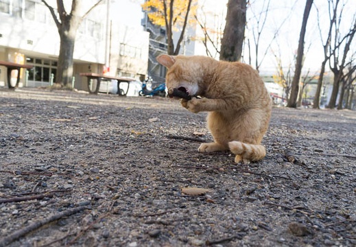201212111434-DSC09012N.jpg
