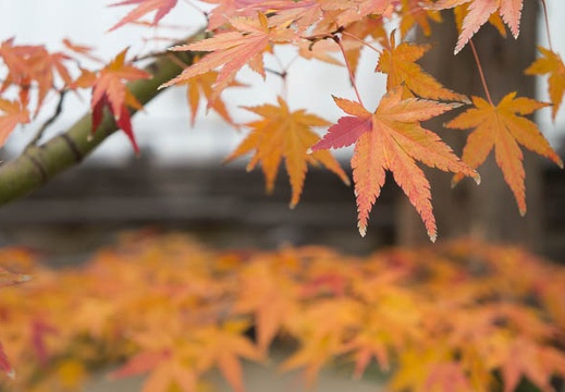 201212111523-DSC09132N.jpg