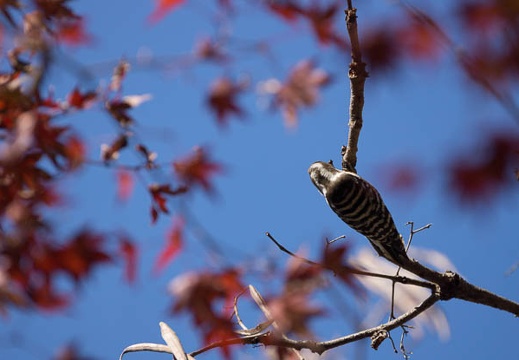 201212141140-DSC09970.jpg