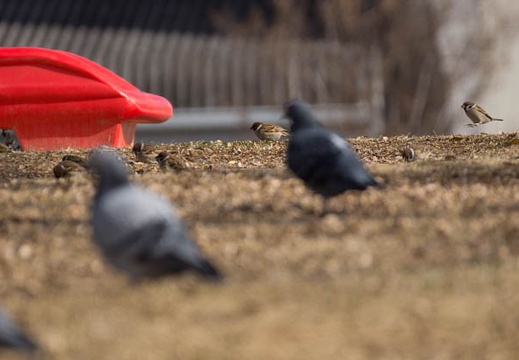 201212261041-DSC00236.jpg