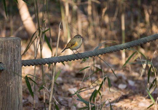 201301071334-DSC00947.jpg