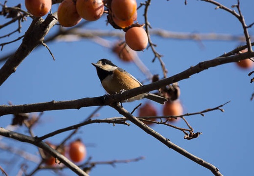 201301071403-DSC01017.jpg