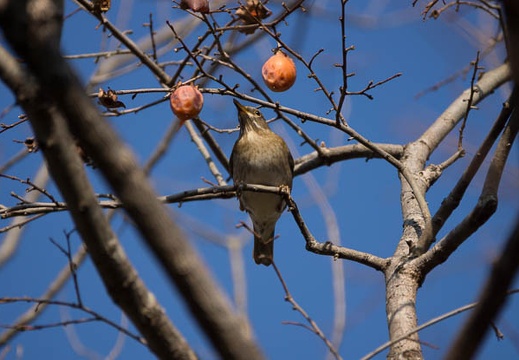 201301071424-DSC01165.jpg