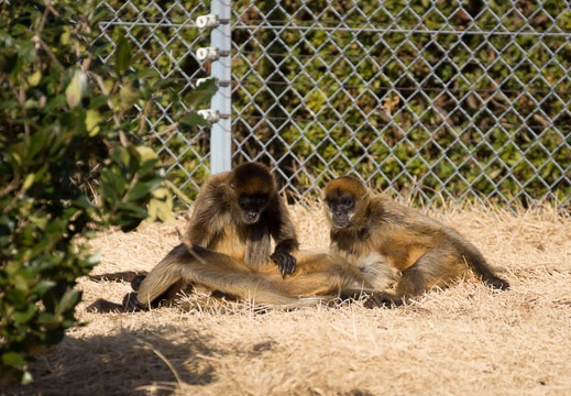 201301081126-DSC01303.jpg