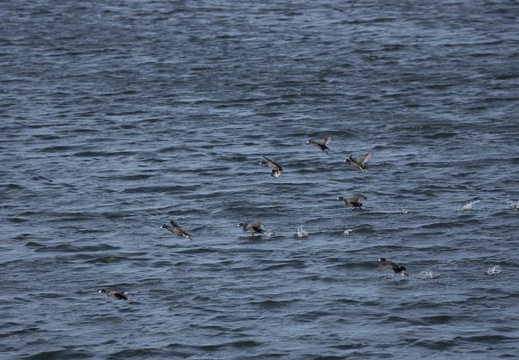 201301091218-DSC01966.jpg