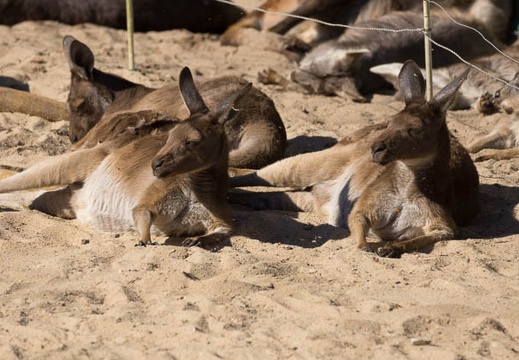 201301111128-DSC02313.jpg