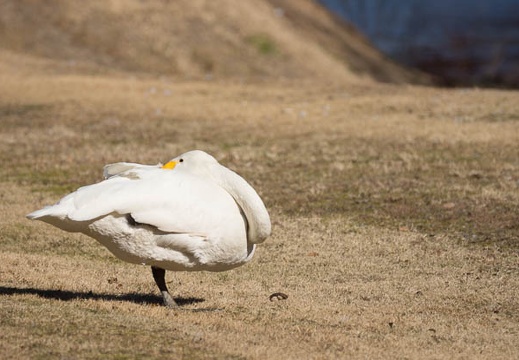 201301111206-DSC02443.jpg