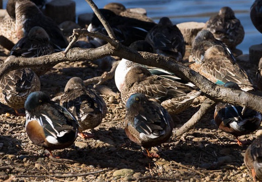201301111232-DSC02525.jpg