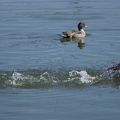 201301311306-DSC03160.jpg