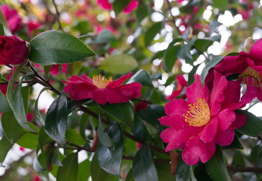 201302101312-DSC00722N.jpg